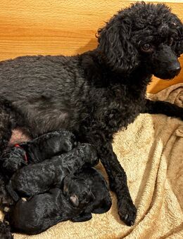 Süße Zwergpudel Hündinnen - Breitscheid (Hessen)