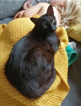 Piña- super lieb, verspielt & verschmust - Wilhelmsfeld