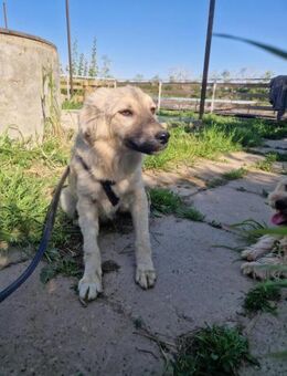 Lotti; liebliche Seele - Geilenkirchen