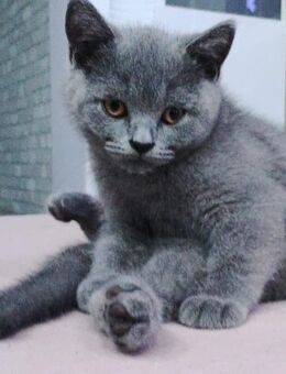 BKH Kitten - Gladbeck Zentrum