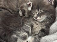 Wunderschöner Maine Coon Junge Blue Tabby - Kirchheim (Neckar)