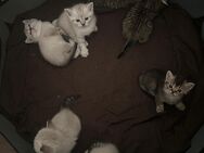 Siam - Britische Kurzhaar Katzen - Ampfing