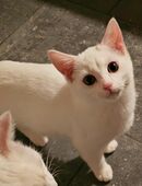 2 Süße Weiße Mischlingskatzen | 5 Monate | Weiblich in 46342