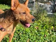 Troy, 2J,Anfängerhund sucht... - Schwäbisch Hall