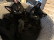 3 kleine Kitten(schwarz/getiegert) suchen noch ein liebevolles zu Hause - Wittendörp