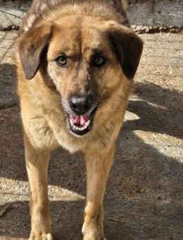 Hübsche Chiara sucht ein Zuhause - Neuberg