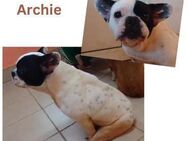 Archie, handicape - Wendelstein