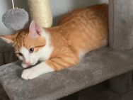 Kater Bubi sucht neues Zuhause - Kempten (Allgäu) Zentrum