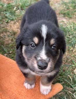 Mischlinge von Schäferhund - Amelinghausen