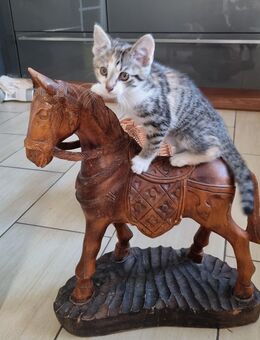 Babykatzen Kitten - Tönisvorst