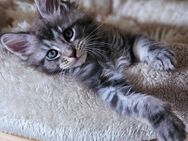 XXL Mainecoon kitten kater - Rheine
