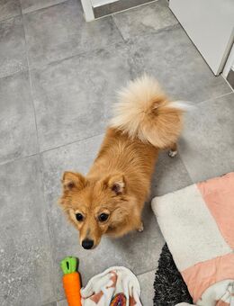 Hund Zwergspitz - Laufenburg (Baden)