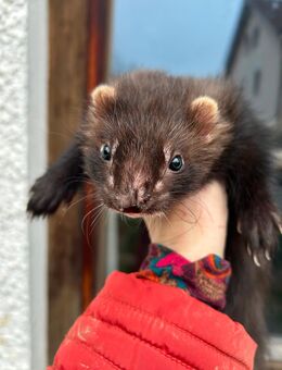 Zwei Notfallfrettchen - Furth