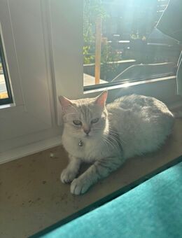 katzensitterin - Rheine