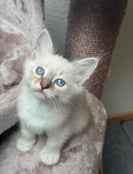 Heilige Birma Kitten Abgabebereit - Dortmund Bövinghausen