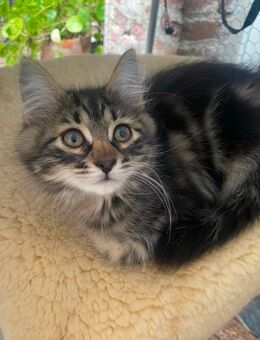 Energiegeladener Kater Beyhan sucht ein liebevolles Zuhause! - Lorch (Hessen)