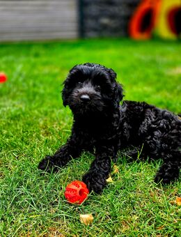 Mini Labradoodle Welpen - Schaafheim