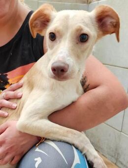 Spicey wer zeigt ihr die große Welt? - Laatzen