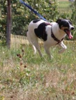 Liebe Flossie sucht ihre Familie ❤️ - Großefehn