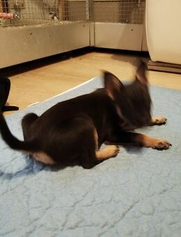 Jack Russell Pinscher - Dannenberg (Elbe) Zentrum