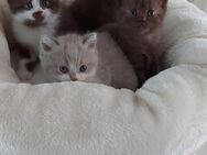 BKH Kitten Jünge/Mädchen - Bad Oldesloe