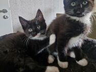 Wunderschöne Maine Coon Mix Kitten - Herne