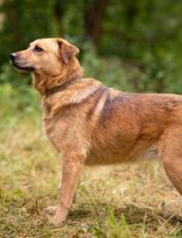 ALISSA- verdient eine Chance - Mainhardt