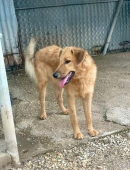 BIONDO 💙💙💙 wünscht sich ein Zuhause - Herxheim (Landau)