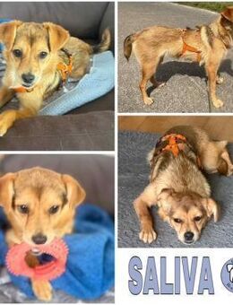SALIVA -rundum tolles Hundekind- - Duisburg