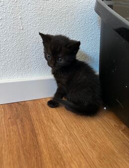 Kitten, Katzenbaby - Wehringen