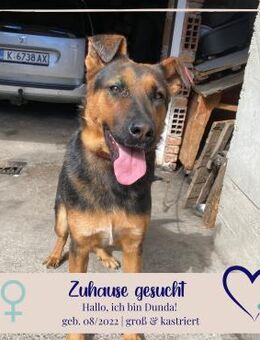 Dunda - aktiver Schäfi-Mix - Philippsburg