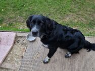 Border Labrador Mischling - Ochtrup Zentrum