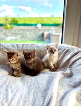 Abgabebereit! Unser Kitten dürfen in ein liebevolles Zuhause umziehen - Windeck