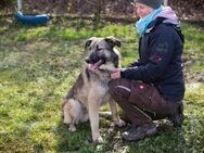 AKIDO - verspielter Menschenfreund - Overath