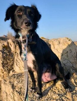 Gala ist anhänglich - Donaueschingen