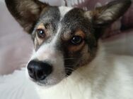 🐾Sanfte Scarlet sucht Geborgenheit🐾 - Eislingen (Fils)