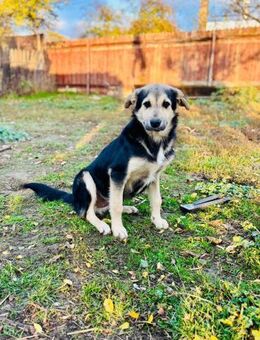 ☀️Fröhlicher Junghund Sascha☀️ - Eislingen (Fils)