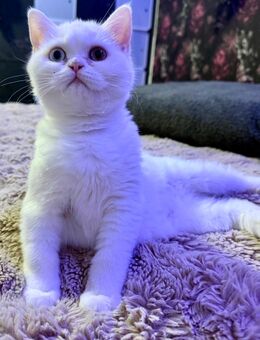 BKH Katz abzugeben - Pritzwalk Zentrum