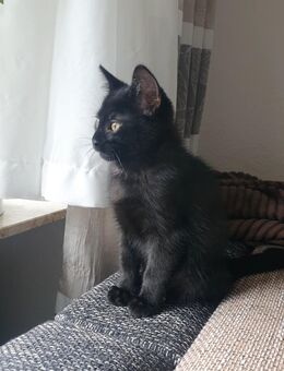 3 süße Katzenbabys abzugeben- 3 Monate alt - Altenbamberg