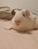 Meerschweinchen Weibchen in 41189