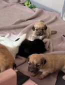 Liebevoll aufgezogene Maltichon-Aussie-Mix Welpen - Familienaufzucht mit Eltern vor Ort (Einmaliger Wurf) in 76726