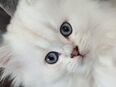 BLH Kitte mit blau Auge in 91301
