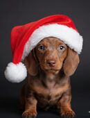 Zwergdackelwelpen in 18246