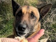 Karl 💗 ruhig, gehorsamer Malinois-Mix - Hamburg