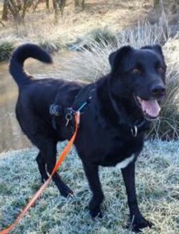 Monty, Lakritznase sucht ♥️ - Sindelfingen