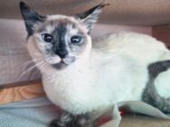 Menschenbezogene, ruhige Katze Massey - Karlsruhe