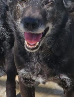 Nina-2💛💛💛möchte geliebt werden - Bad Karlshafen