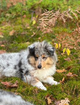 Traumhafter Collie-Welpe, 3 Monate alt, sucht liebevolles Zuhause 🐾 - Dallgow-Döberitz