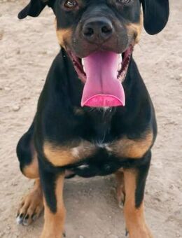 Atenea ist sehr lieb - Donaueschingen