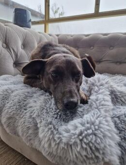 Egon; treuer Freund - Geilenkirchen